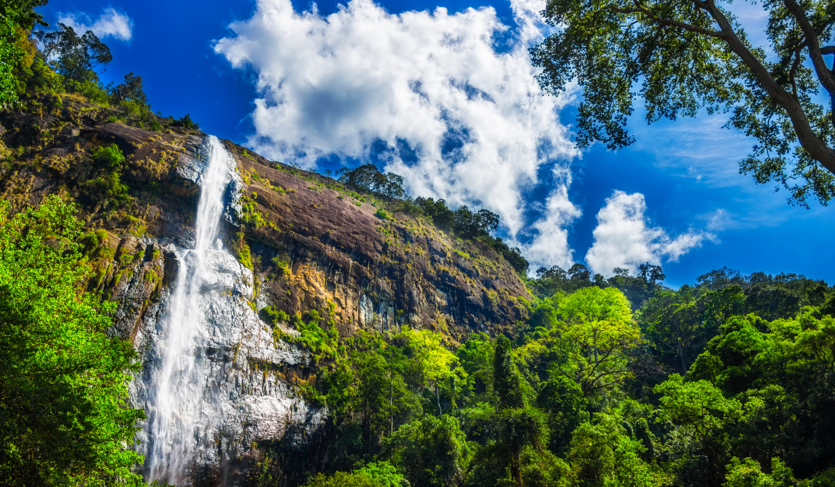 Lush green tea plantations in Ella, Sri Lanka with misty hills.