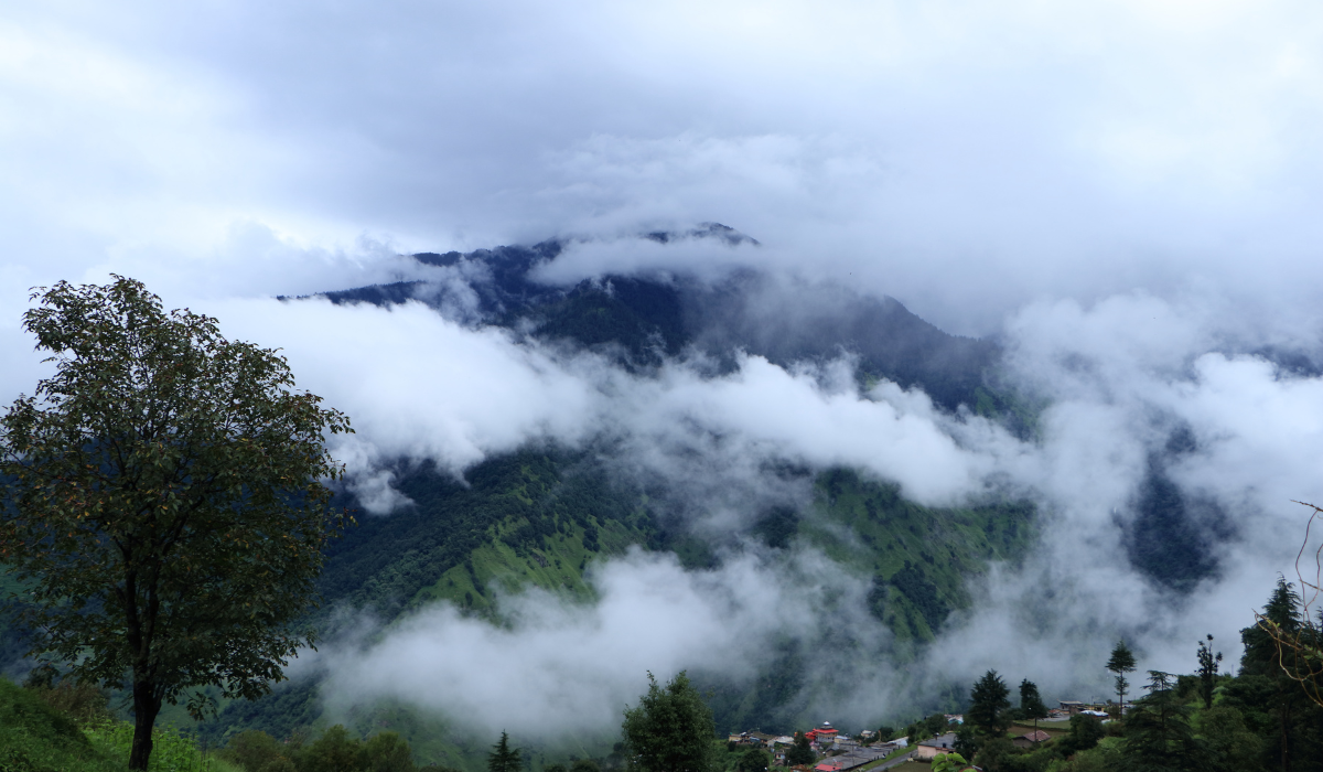 Dense forest with tall pine trees in Chopta