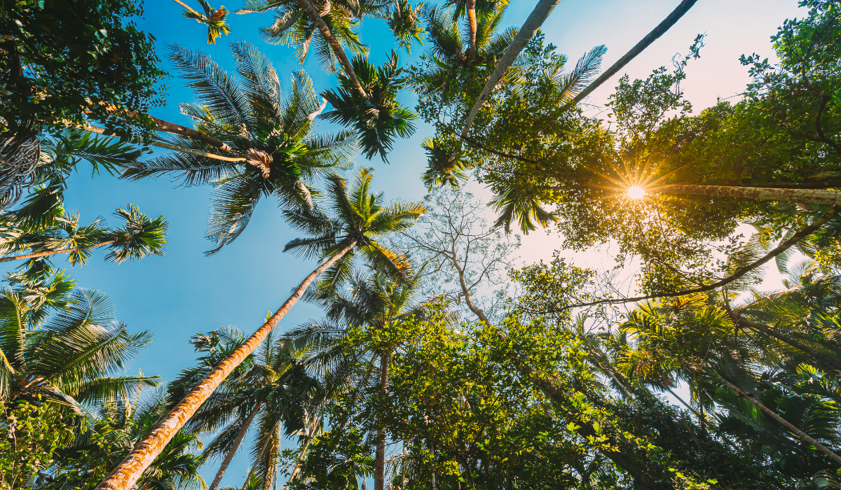 olden sunset over a calm Goa beach with palm trees.